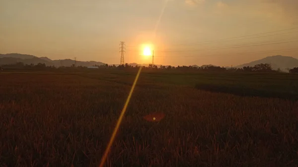 下午的稻田和山景 — 图库照片