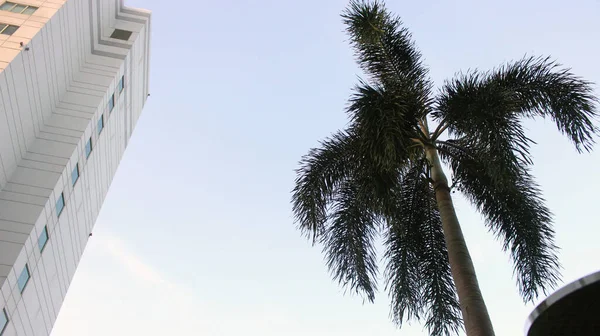 Blick Von Unten Auf Kokospalmen Und Gebäude Tag — Stockfoto