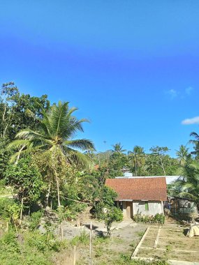 Gün boyunca köyde güzel bulutlu hindistan cevizi ağaçları