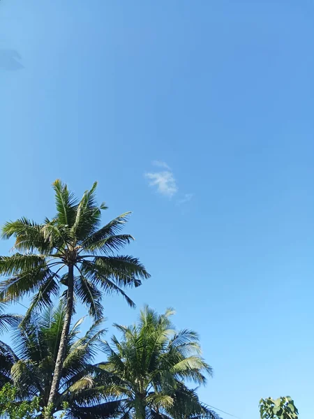 村里的椰子树白天长满了美丽的云彩 — 图库照片