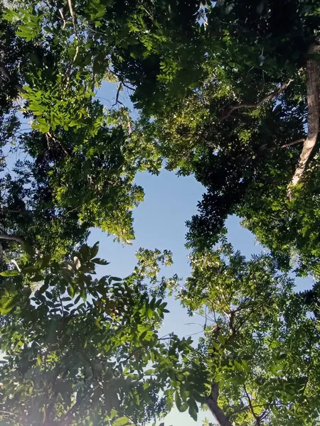 Άποψη Των Δέντρων Από Κάτω Κατά Διάρκεια Της Ημέρας — Φωτογραφία Αρχείου