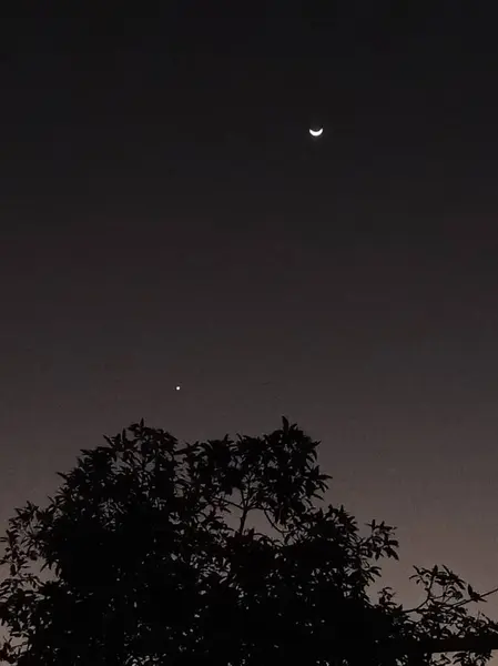 Krásný Výhled Měsíc Siluety Stromů — Stock fotografie