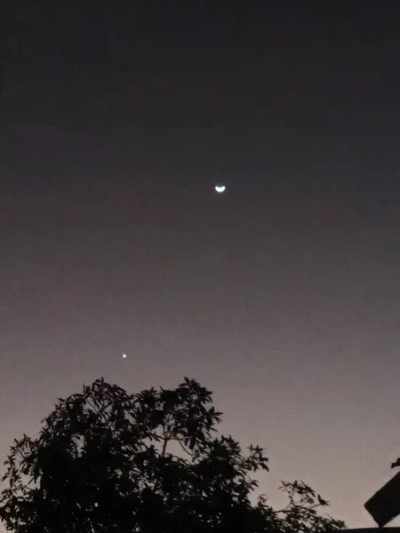Belle Vue Sur Lune Les Silhouettes Arbres — Photo