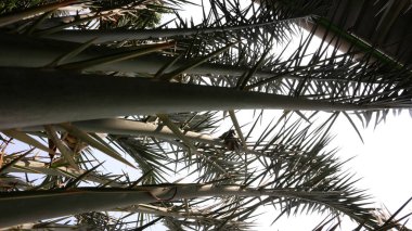 Bulanık efektli dikenli yeşil ağacı kapat