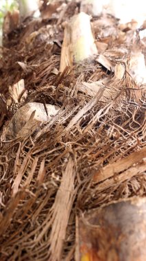 Gün boyunca ağaç gövdesi liflerini kapat