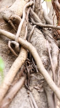 Gündüz dallanan ağaç gövdesinin görüntüsünü kapat