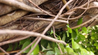 Gündüz dallanan ağaç gövdesinin görüntüsünü kapat