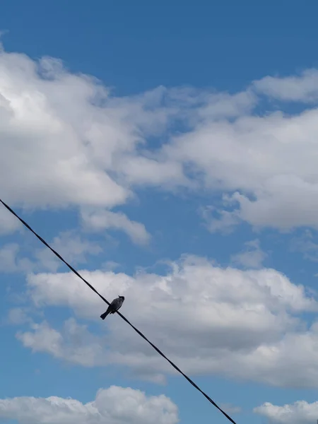 Vogels Elektriciteitsleidingen Met Prachtige Blauwe Lucht — Stockfoto