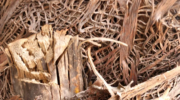 日中の木の幹線維のクローズアップ — ストック写真