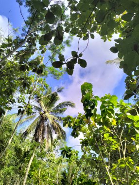 Güzel mavi gökyüzü ve bulutlu hindistan cevizi ağaçları