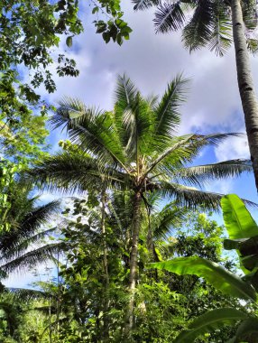 Güzel mavi gökyüzü ve bulutlu hindistan cevizi ağaçları