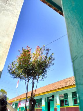 Gün boyunca okulun önündeki ağaç manzarası.