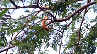 Ağaçtaki demirhindi meyvesinin yakın görüntüsü