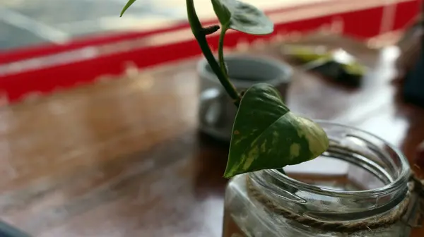 Plants in bottles on the table with a blur effect