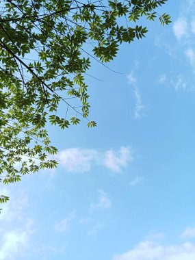 Yeşil yaprak dallarıyla süslenmiş güzel mavi gökyüzü manzarası