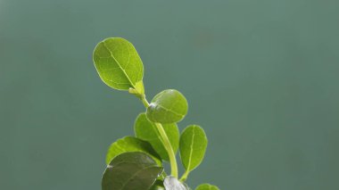 Biz sık sık bitki sapından yeni çıkan yeni filizlere, küçük bonsai deriz..