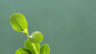 Biz sık sık bitki sapından yeni çıkan yeni filizlere, küçük bonsai deriz..