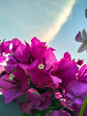 Evin önünde açan güzel pembe çiçekler.