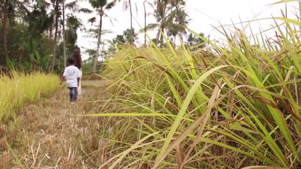 Suchá Rýžová Pole Plevelem Houpajícím Větru Vypadá Šťastně Zábavně — Stock video