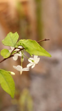 Bulanık efektli küçük yasemin çiçeği
