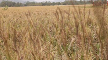 Bulanık efektli sarı pirinç tarlalarını kapat