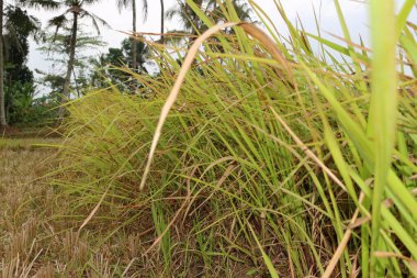 Napier çalısı yeşil ve hayvan yemi için sarı