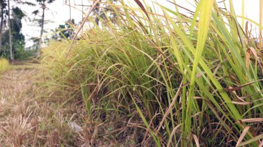 Napier çalısı yeşil ve hayvan yemi için sarı