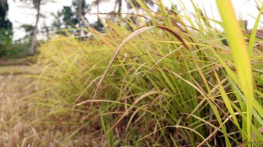 Napier çalısı yeşil ve hayvan yemi için sarı