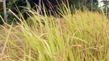 Napier çalısı yeşil ve hayvan yemi için sarı