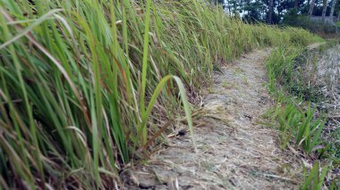Napier çalısı yeşil ve hayvan yemi için sarı
