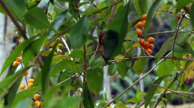 Bahçedeki ağaçta asılı küçük sarı meyve