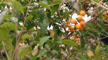 Bahçedeki ağaçta asılı küçük sarı meyve