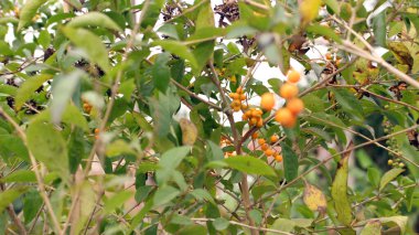 Bahçedeki ağaçta asılı küçük sarı meyve