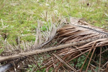 Kurutulmuş hindistan cevizi yaprakları çimlere düşüyor.