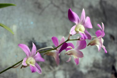 Güzel mor çiçeklerin yakın görüntüsü