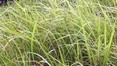 Napier çalısı yeşil ve hayvan yemi için sarı