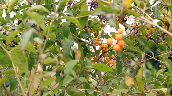 Bahçedeki ağaçta asılı küçük sarı meyve
