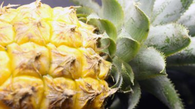 Siyah arka planda izole edilmiş taze ananas meyvesi.