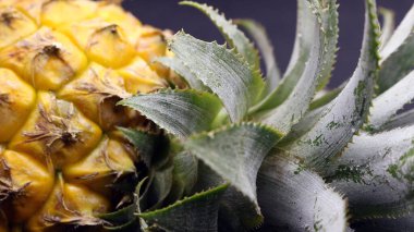 Siyah arka planda izole edilmiş taze ananas meyvesi.