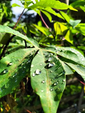 Bahçedeki yağmurdan sonra yapraklara su damlıyor.