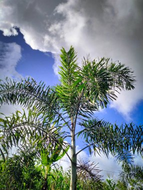 Alttan parlak bulutlu güzel hindistan cevizi ağaçları manzarası