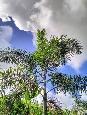 Alttan parlak bulutlu güzel hindistan cevizi ağaçları manzarası