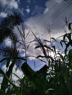 Aşağıdan parlak bulutlu ve elektrik hatlı pirinç bitkilerinin görüntüsü