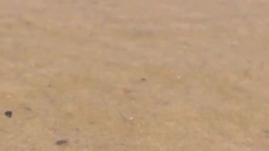 Dalgalar sahile çarpıyor. Sarı deniz kumlarıyla. Doğal Manzara.