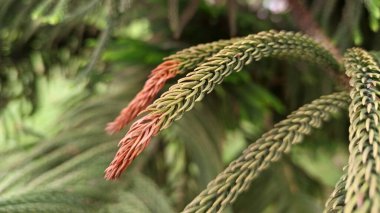 Doğal ve güzel Cook çam ağacı. Resim yeşil ve sağlam..