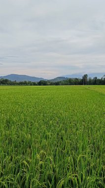 Pirinç tarlalarıyla çevrili ve tepelerle çevrili yeşil pirinç tarlalarının manzarası. Güzel ve taze görünüyor..