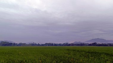 Pirinç tarlalarıyla çevrili ve tepelerle çevrili yeşil pirinç tarlalarının manzarası. Güzel ve taze görünüyor..