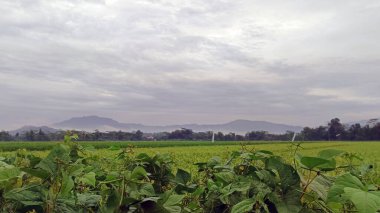 Pirinç tarlalarıyla çevrili ve tepelerle çevrili yeşil pirinç tarlalarının manzarası. Güzel ve taze görünüyor..