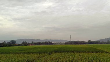 Pirinç tarlalarıyla çevrili ve tepelerle çevrili yeşil pirinç tarlalarının manzarası. Güzel ve taze görünüyor..