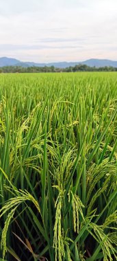 Sararmaya başlayan bir pirinç bitkisinin portresi ve tahıl çıkıyor. çok yeşil ve güzel. Tepelerle çevrili manzarayı daha da güzelleştiriyor..